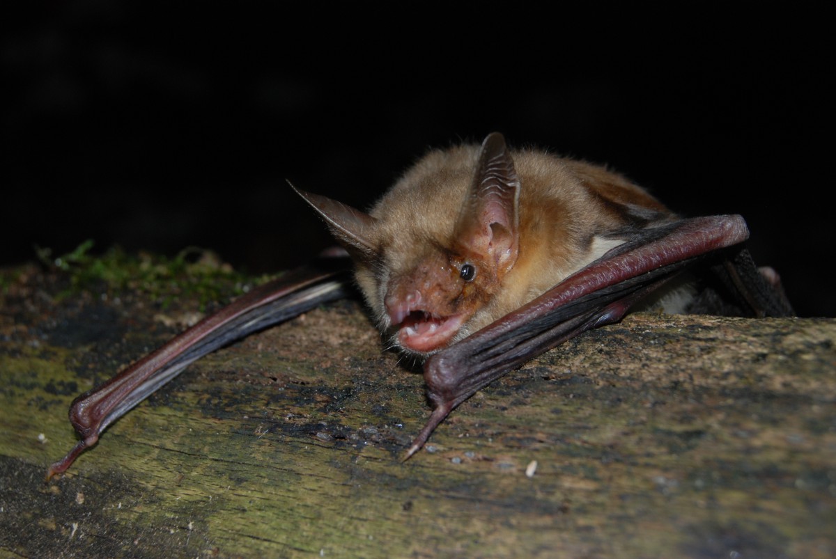 Häufige Fragen Fledermaus